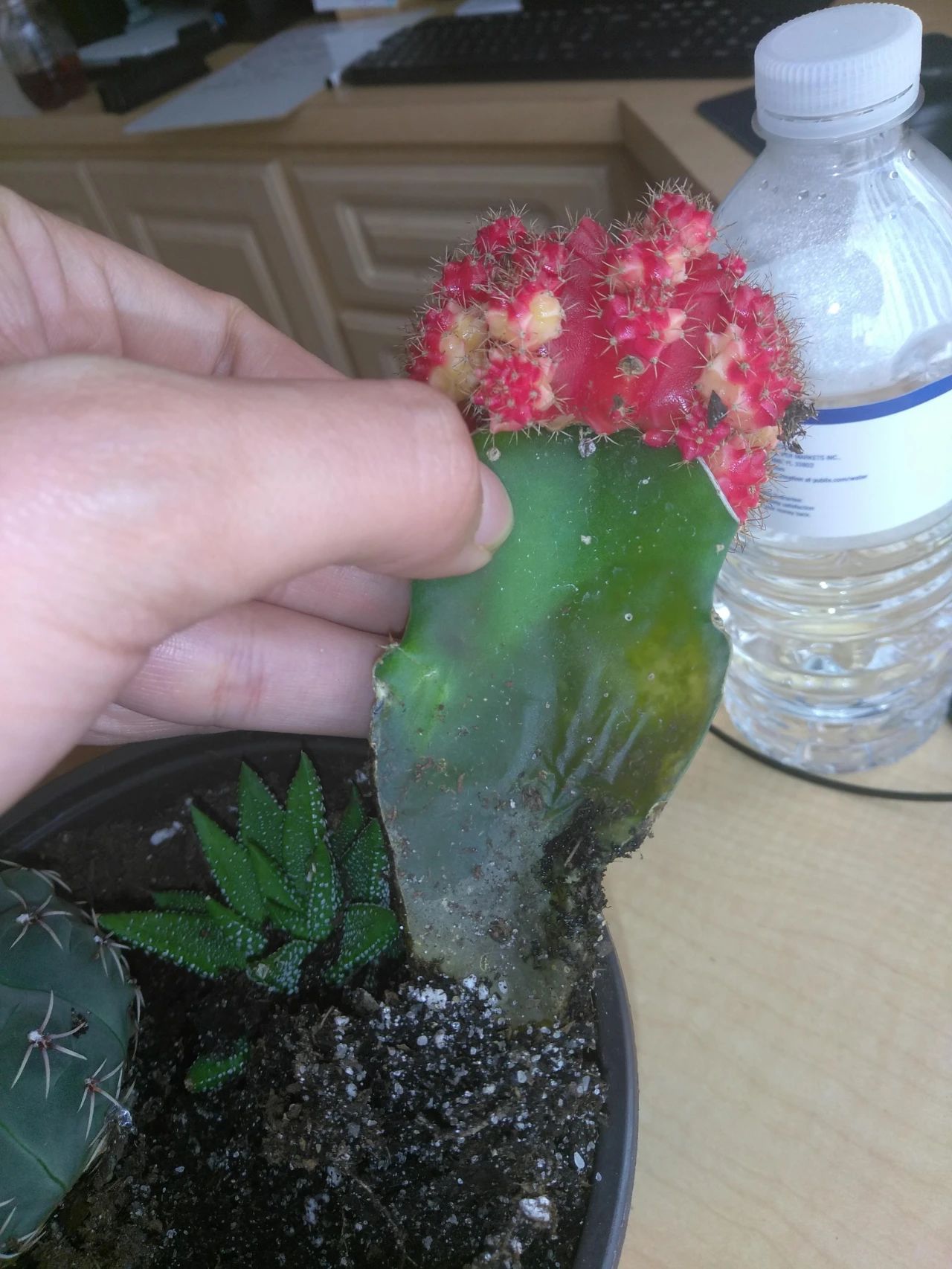 仙人掌的根烂了怎么补救视频,仙人掌类茎腐病的病原有哪些