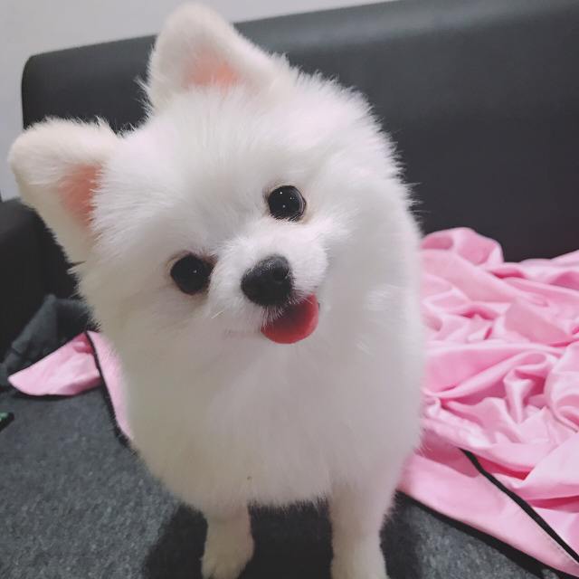 博美知识科普,了解小博美狗