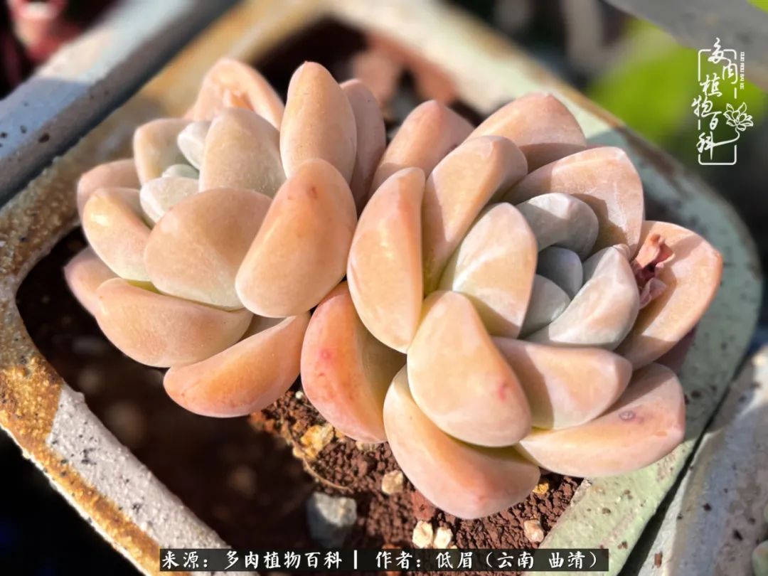 多肉植物百科如何投稿,感谢多肉植物百科的陪伴