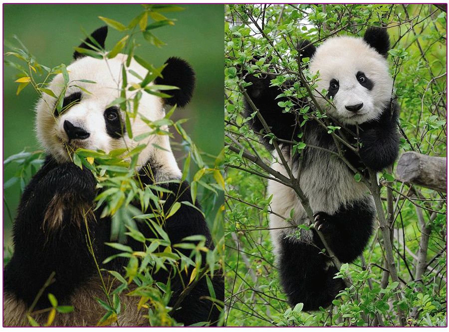 儿童画花丛画法高级感,儿童画创意画花蝴蝶