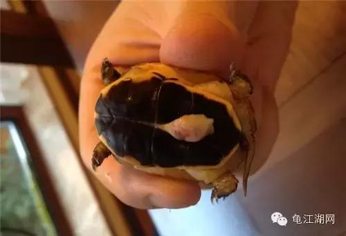 如何养殖水龟,如何合法饲养半水龟