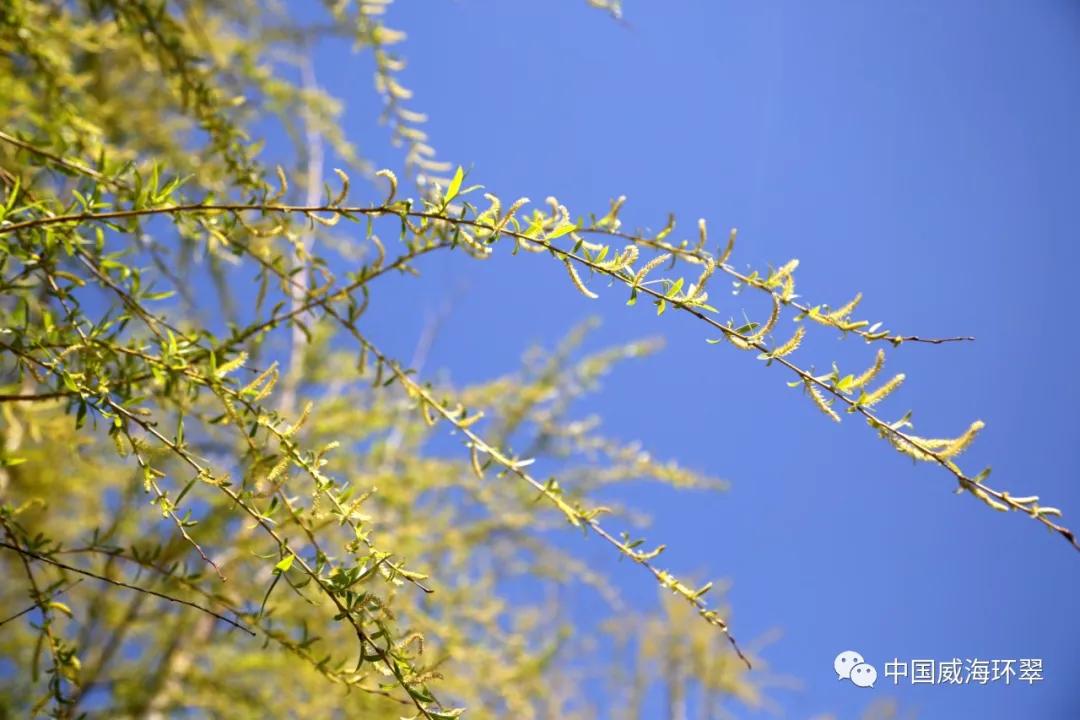 走进春天的环翠公园,环翠景色