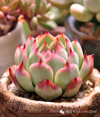 适合云南养的多肉,云南露养最好养活的多肉