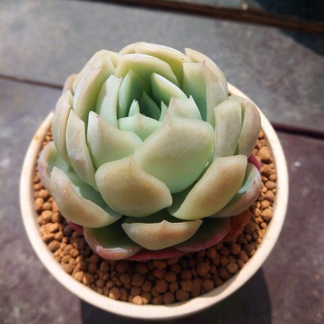 冰梅多肉夏天怎么养,夏季养多肉冰梅方法