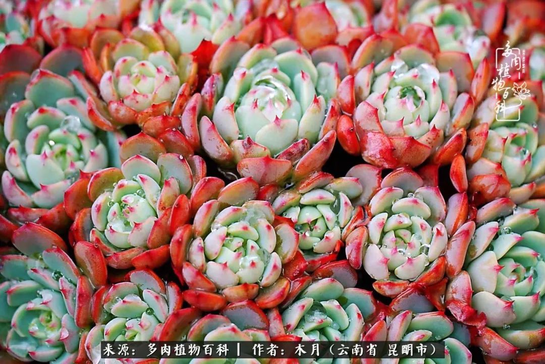 浅冬多肉，终有美好在等候