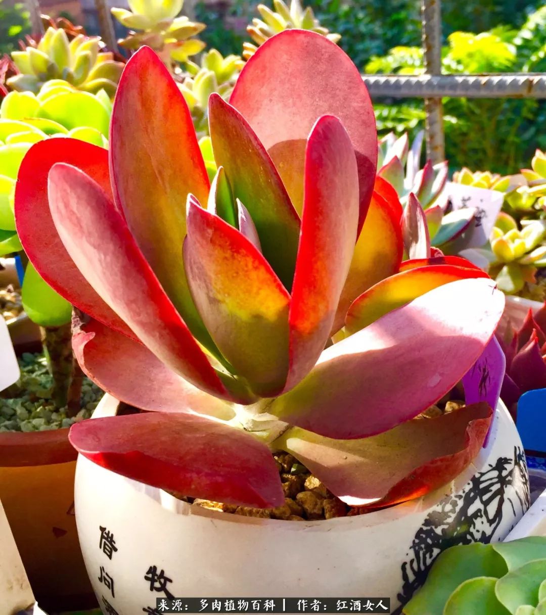 记录走过的美景留下美好的回忆,记录走过的每一段美好时光