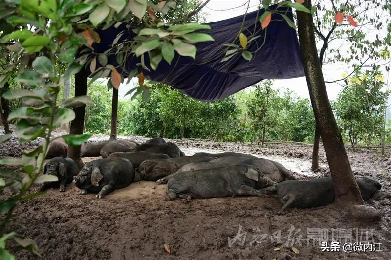 内江黑猪和乌金猪,内江黑猪跟太湖猪是一样吗