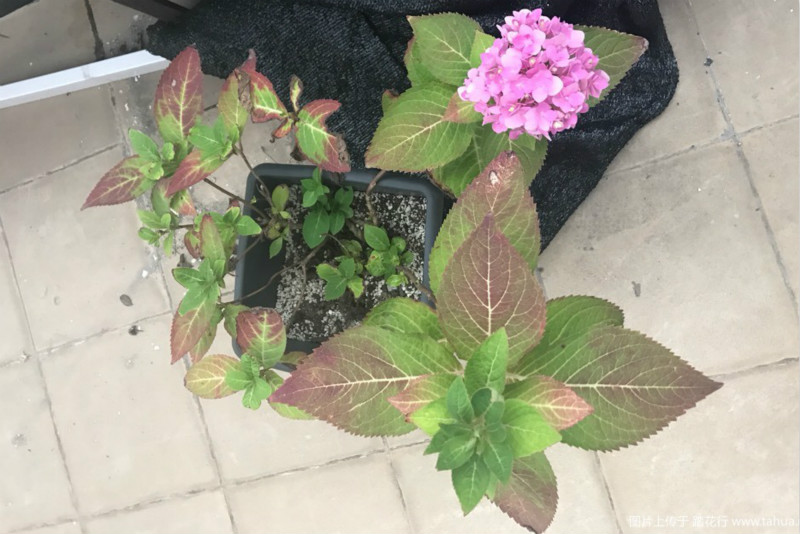 铁树叶子冬天冻发黄干枯如何补救,冬天月季花叶子发黄脱落怎么补救