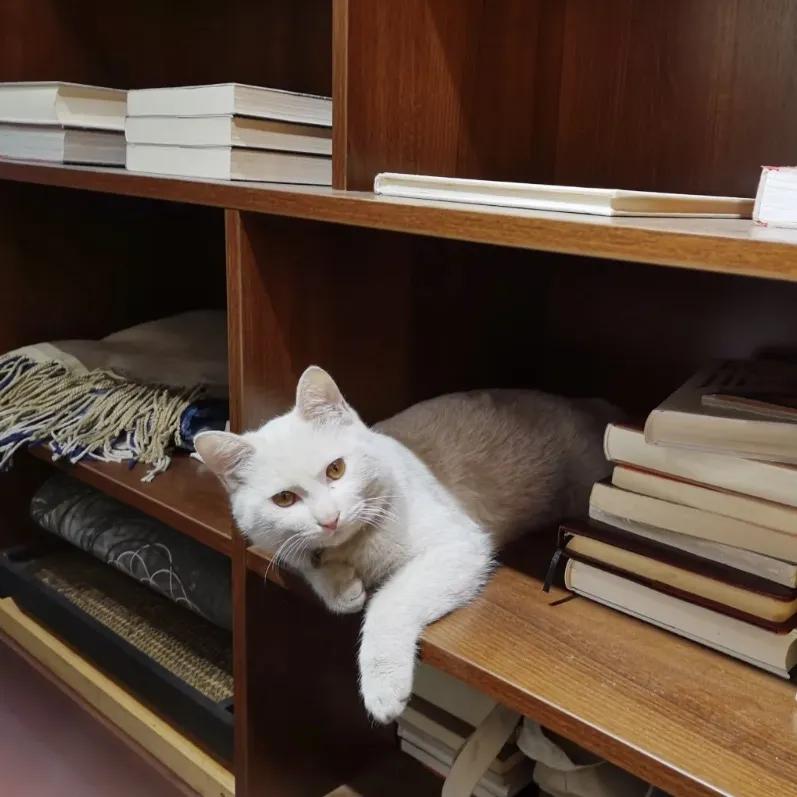 用阅读触摸成都|在成都不能错过的10家书店(下)