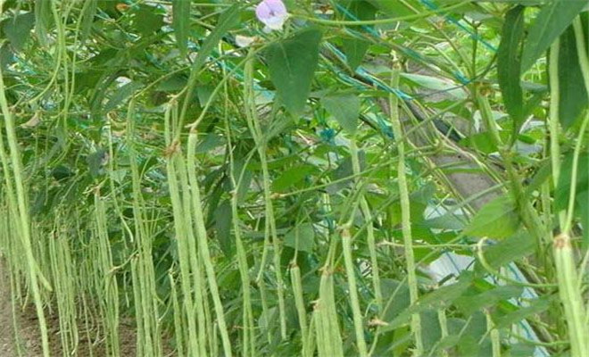 豆角常见虫害及防治,豆角的虫害及灭虫妙招