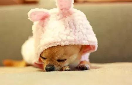 「养宠小课堂」狗狗身上的黑色结痂块是什么？