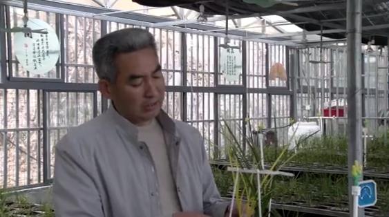 桐柏什么地方种兰花,桐柏种兰花