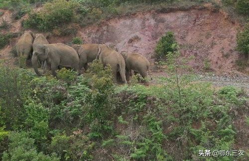 大象迁徙有目的地吗,2020云南大象为什么往北迁徙