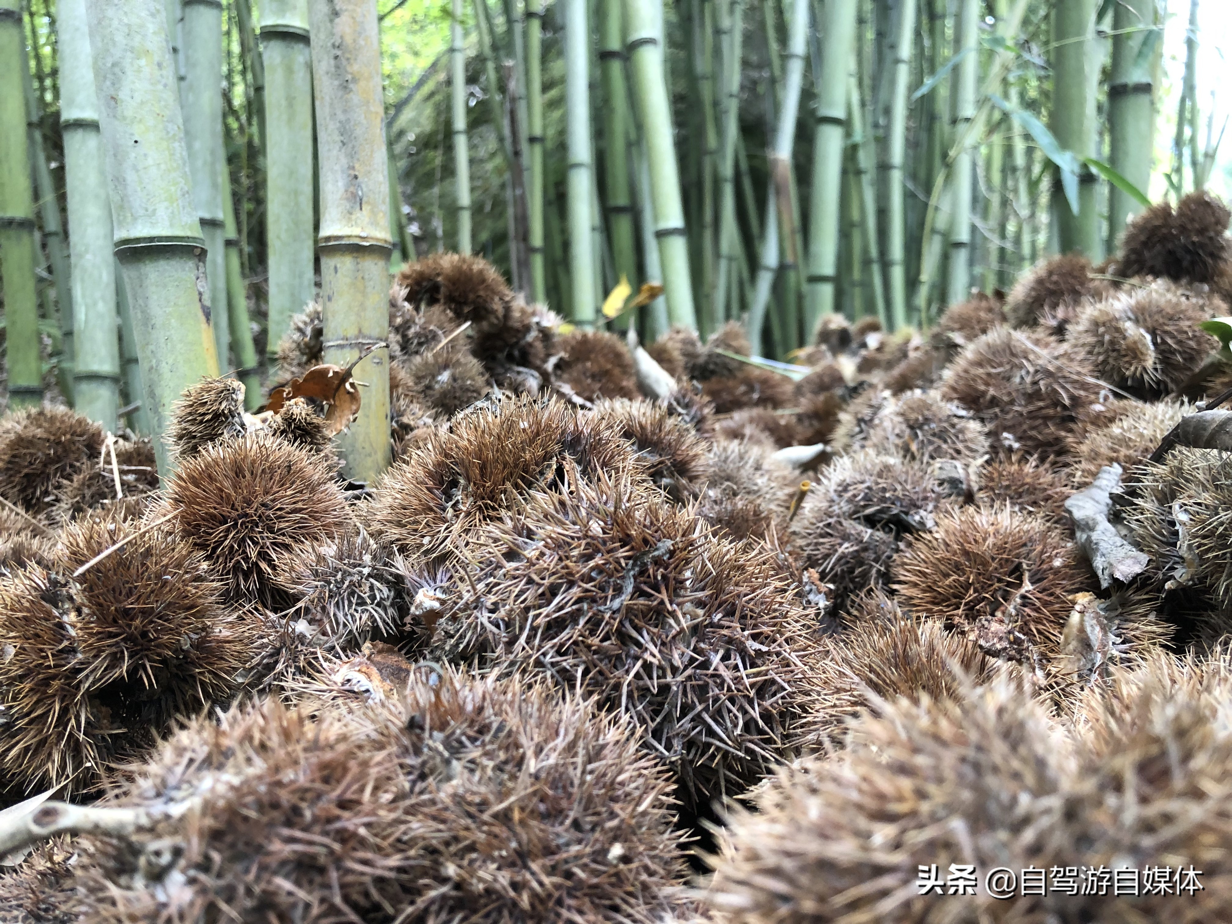 洛阳水席“真不同”,真的与众不同吗?深度体验后有话说
