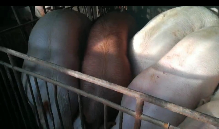 养好母猪是养好仔猪的关键,仔猪母猪养殖技术视频讲解