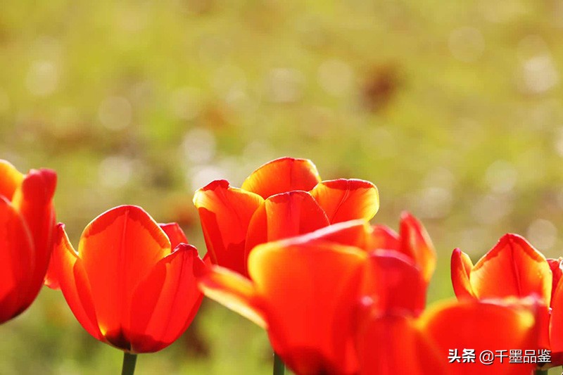 静物摄影作品欣赏郁金香,郁金香的摄影作品欣赏