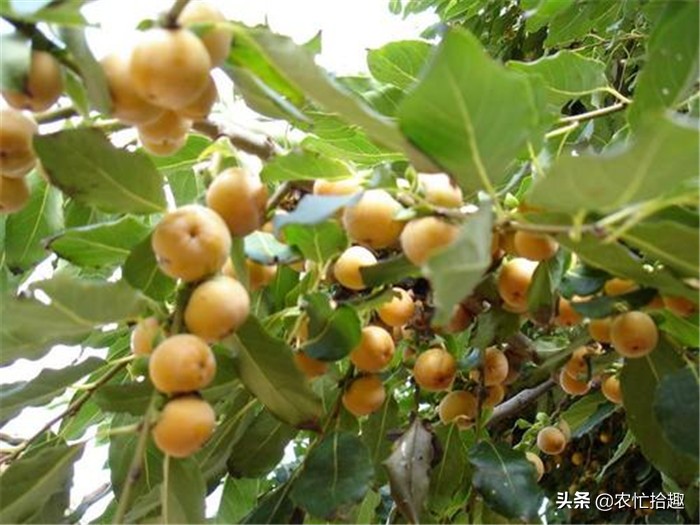 娣卞北閲庣敓浼樿川榛戞灒,澶╃劧閲庣敓榛戞灒