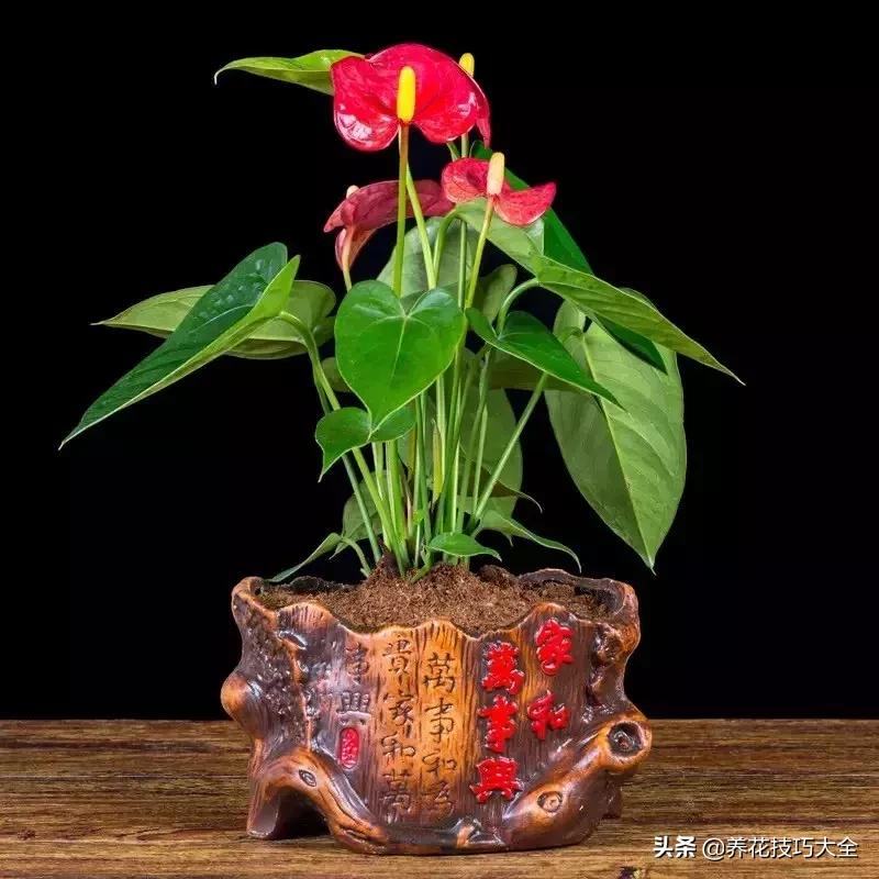 家里适合养几盆红掌,红掌养阳台招财吗