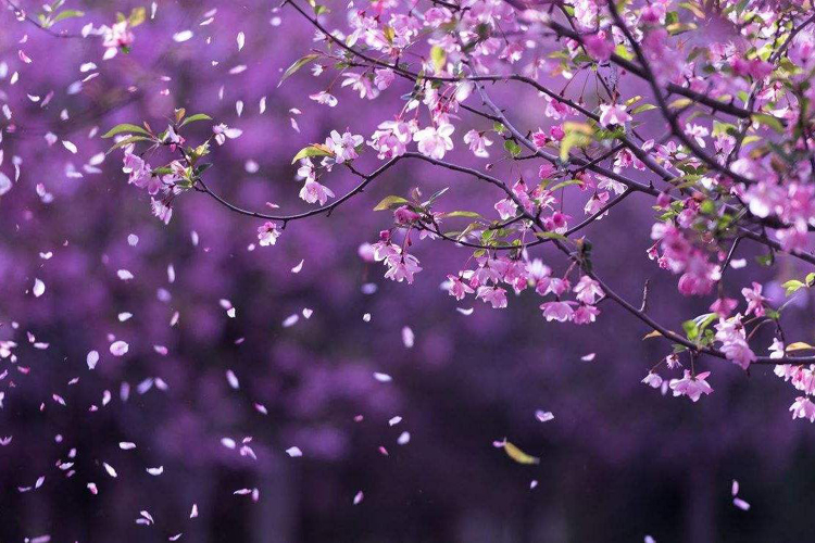 看透了人情冷暖世态炎凉的诗句,不经历点烂事怎能看透人心的诗句