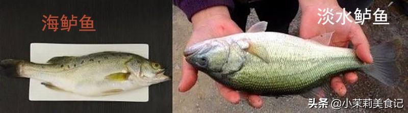 怎么区别海鲈鱼和淡水鲈鱼,买鲈鱼公的好吃还是母的好吃