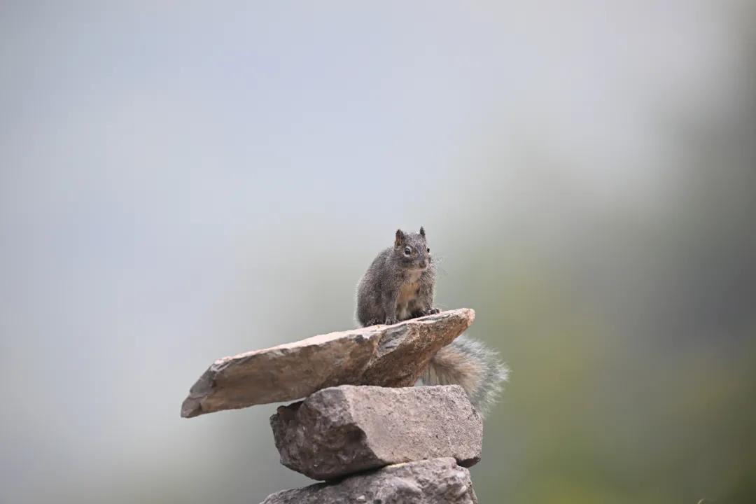 无机械快门的相机,尼康z卡口全画幅相机镜头推荐