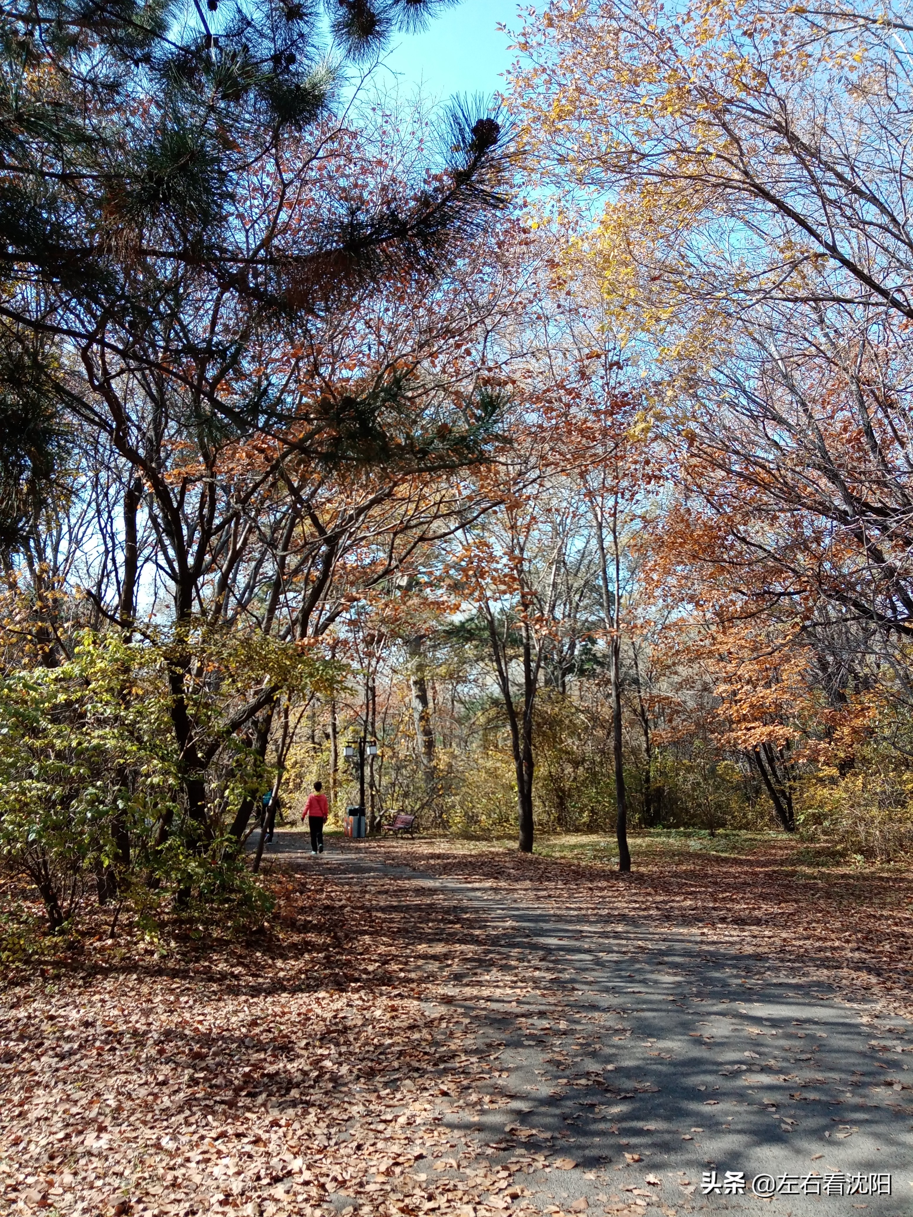 秋季沈阳北陵公园有啥好玩的,漫步沈阳北陵公园湖水边