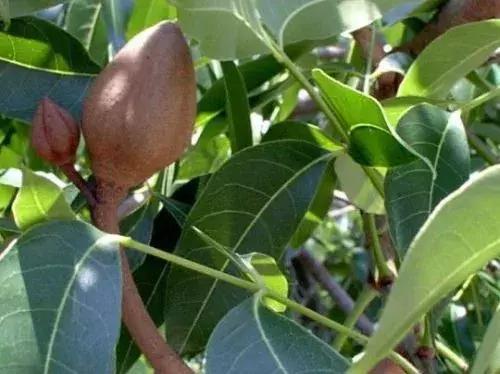 每日花语金盏花,桃花心木的种树方法