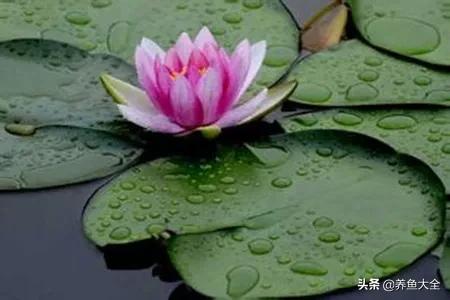 你知道荷花与莲花的区别吗,碗莲睡莲荷花莲花的区别