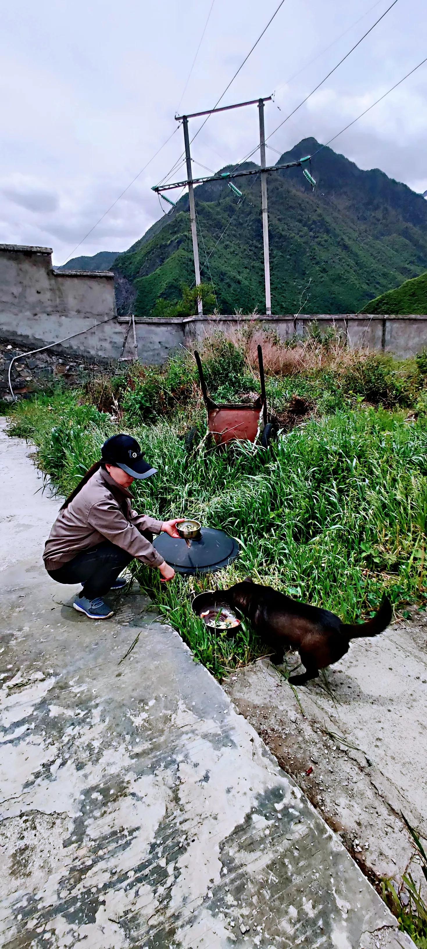我们和流浪狗本质上没有什么不同,狗狗和流浪狗的故事真的很多