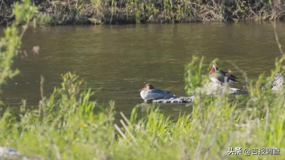 吉林省生物多样性,吉林省生态保护成果视频