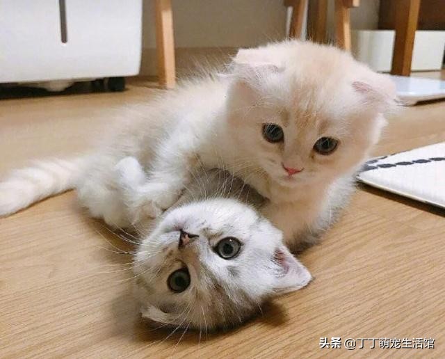 为啥现在宠物猫很多人不养,为什么现在的猫大部分不抓老鼠