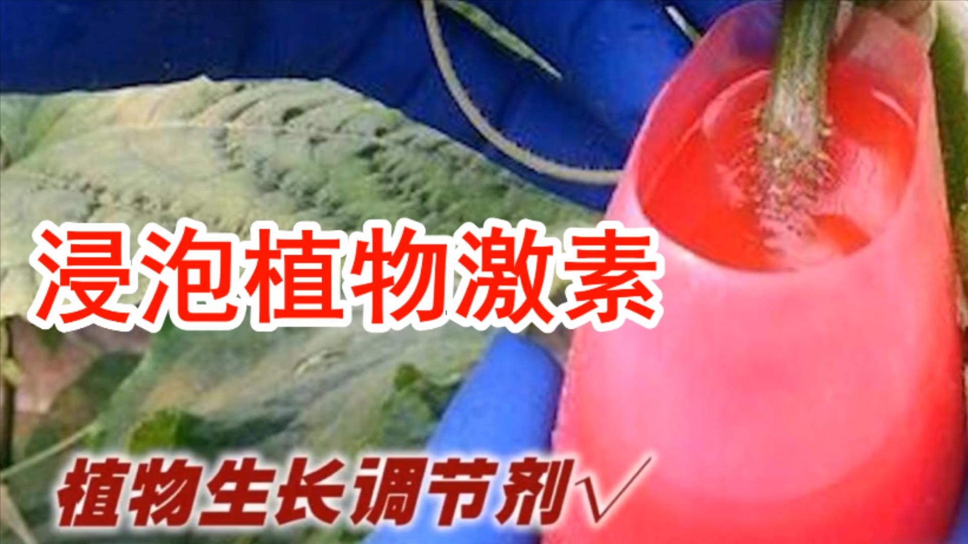 黄瓜打没打药,黄瓜打激素位置图解