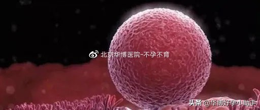 怎么才能让卵泡长得又大又圆,怎么样可以让卵泡长得好又大又圆