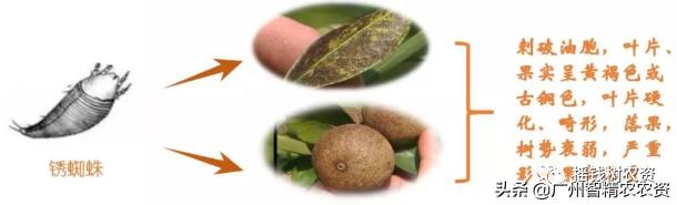 柑橘果锈病怎么防治,柑橘锈蜘蛛防治药剂