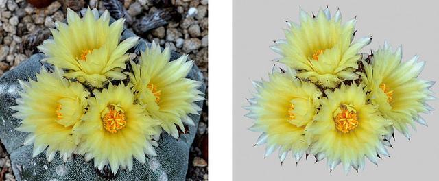 告别抠图烦恼!从此抠图更轻松,PS自动抠图超级插件免费领取