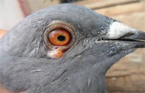赛鸽长鸽痘怎么治疗,台生鸽痘活毒疫苗使用说明