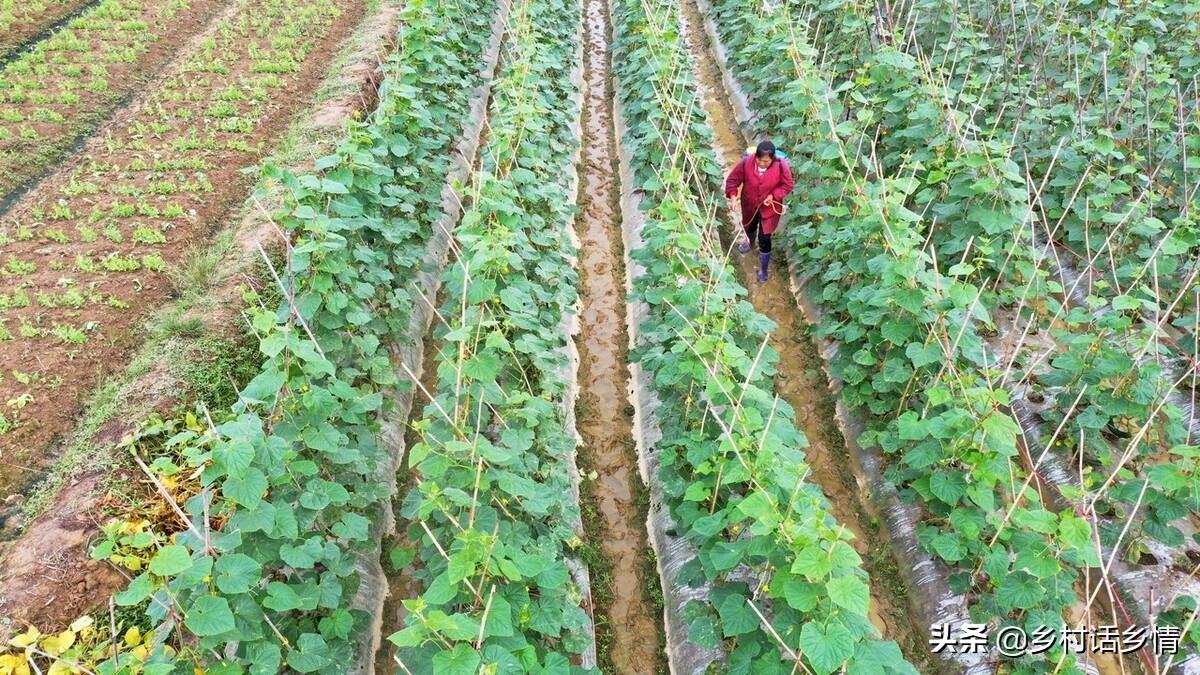 多年生蔬菜水果种植,种植蔬菜及蔬菜育苗技术