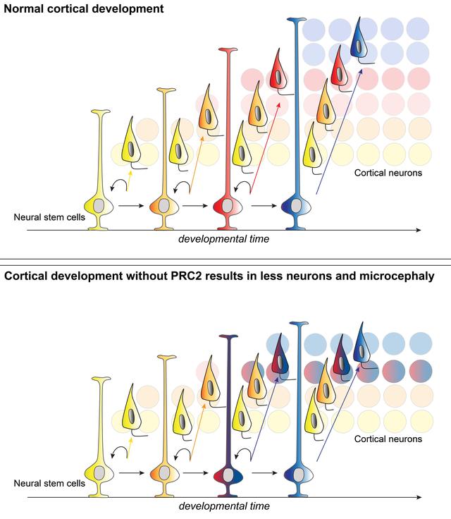 大脑皮层的进化历程,大脑神经元的成长过程