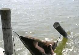 新歇后语搞笑,歇后语有模有样的前一句