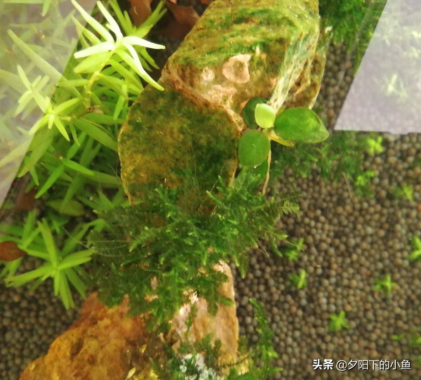 水草缸里有黑藻怎么办,水草缸有霉味道该怎么办