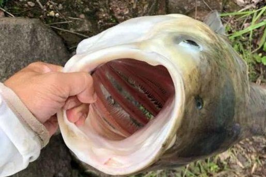 春天钓鱼不用钓多深,春天钓鲫鱼免开饵料