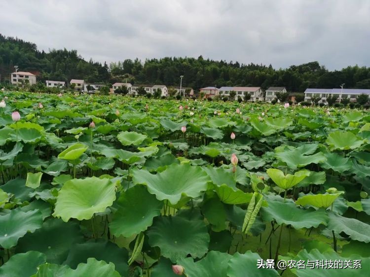 浏阳蒸菜开店,浏阳蒸菜生意火爆的小店