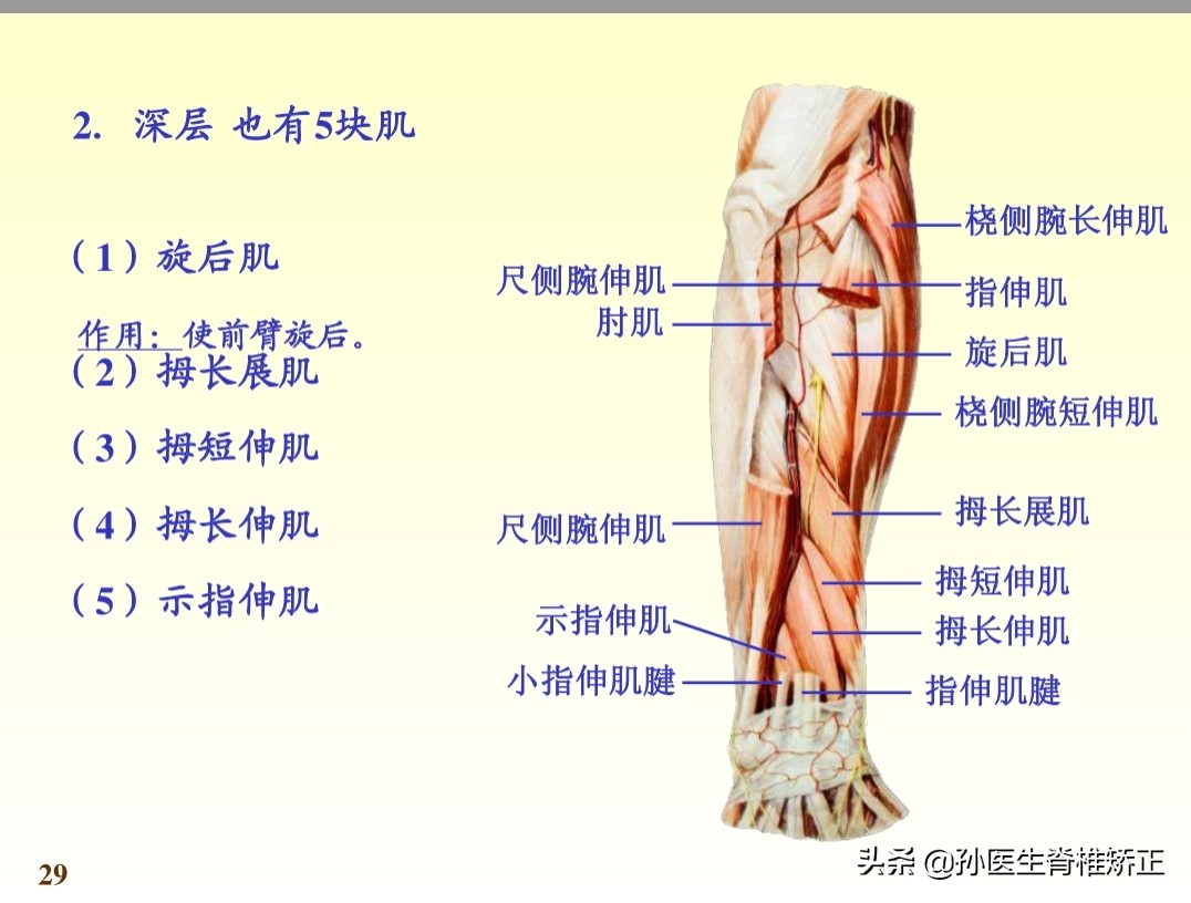 系统解剖学骨学ppt课件,解剖学基本知识ppt课件