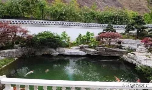 养锦鲤十大忌讳鱼池,养锦鲤最忌讳8件事