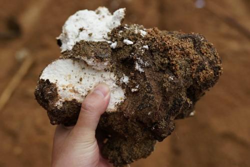 茯苓的各个部位都是宝,中医茯苓的性味归经