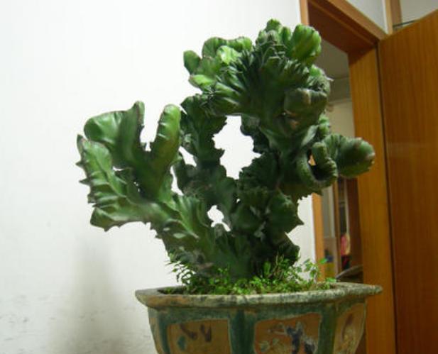 家里摆放的麒麟破裂了该怎样处理,麒麟烂根怎么让它起死回生