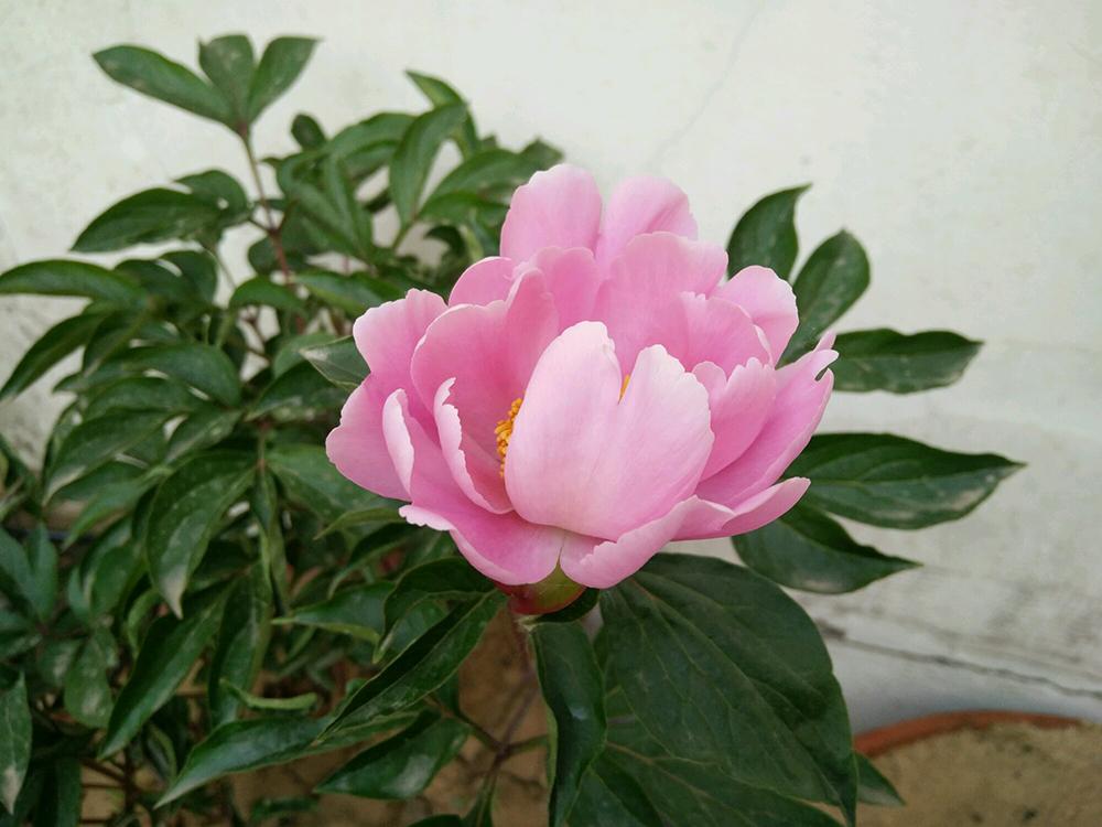 芍药只发芽不长枝条,芍药出芽到长叶子和开花过程