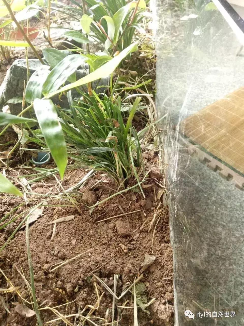 黄缘龟多大可以进环境造景,黄缘龟造景用陶粒还是火山石