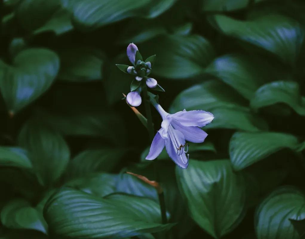 观银河,看银河听风吟的视频