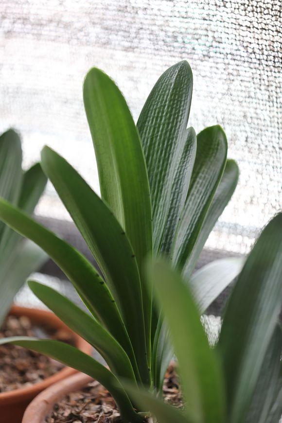 君子兰根部长了小虫怎么办,君子兰死了根部冒出小芽怎么办